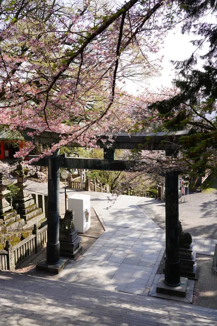 金刀比羅宮 桜馬場