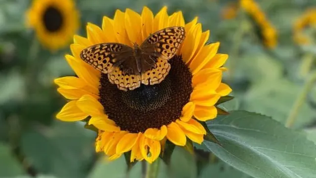 Rowe Crop Farm Corn Maze & Pumpkin Patch