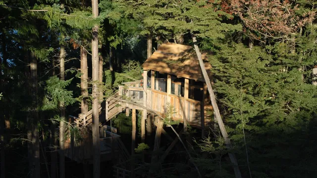 Ziptrek Treehouse – Tour Check-In