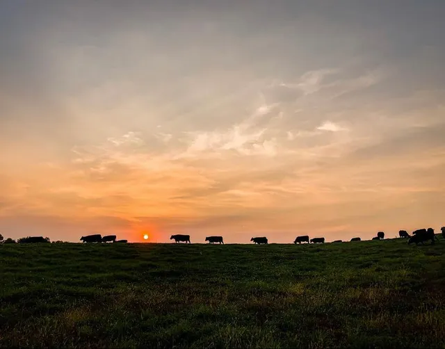 Beringer Family Farms Beef