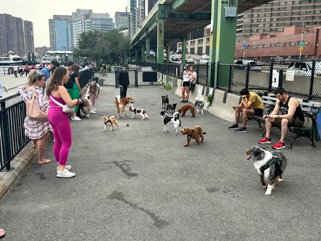 New Wave Pier Dog Run