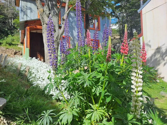 Aluen cabaña luz de luna