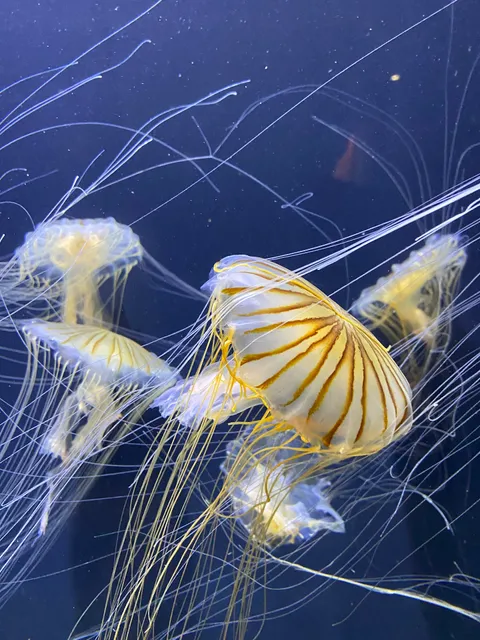 Pacific Seas Aquarium