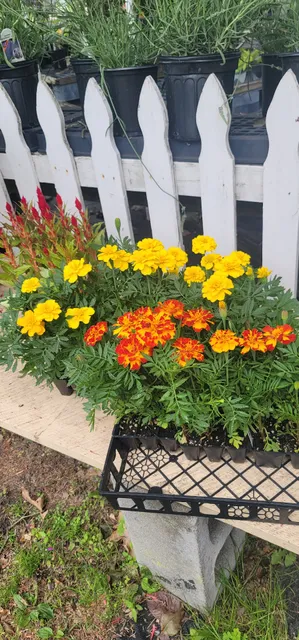 Olde Saratoga Home & Garden