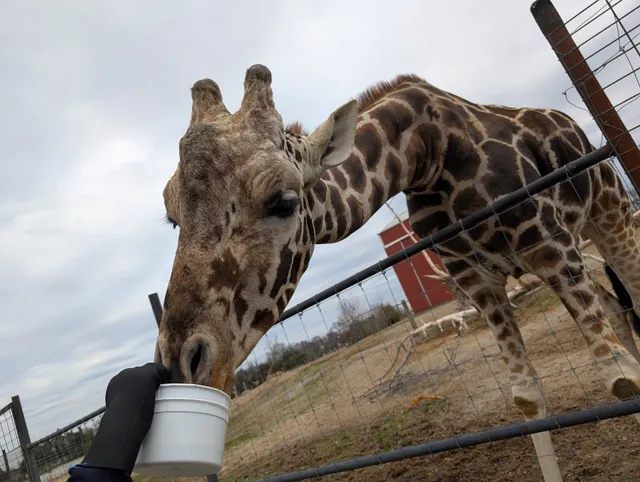 Tennessee Safari Drive In