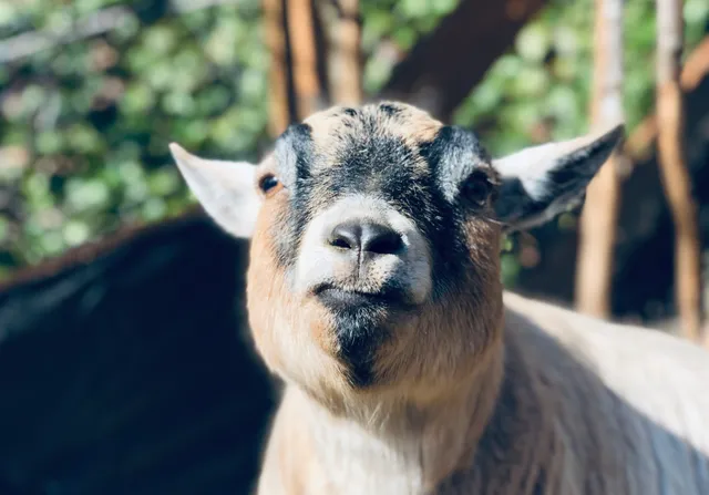 Twin Pines Animal Hospital