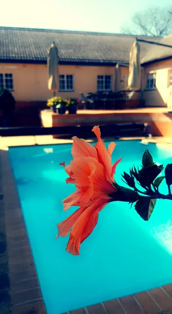 Palm Grove Guest House