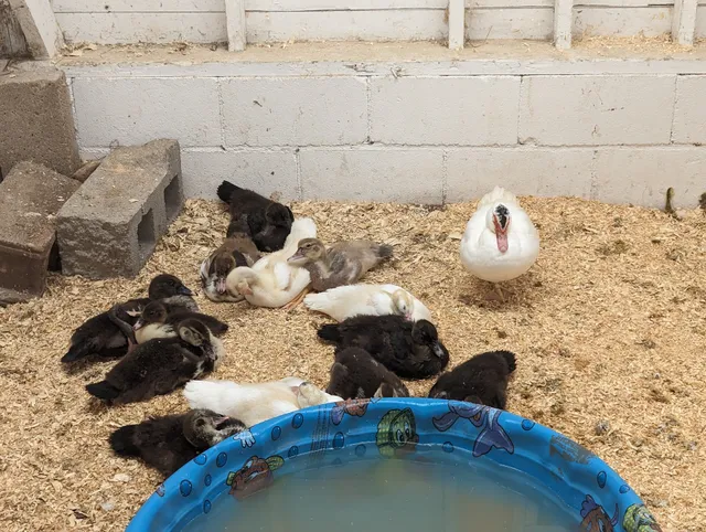 Berrien County Youth Fair