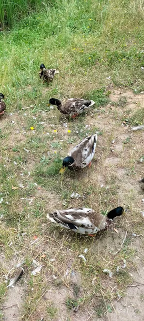 Apartmenthaus Ostseewelle