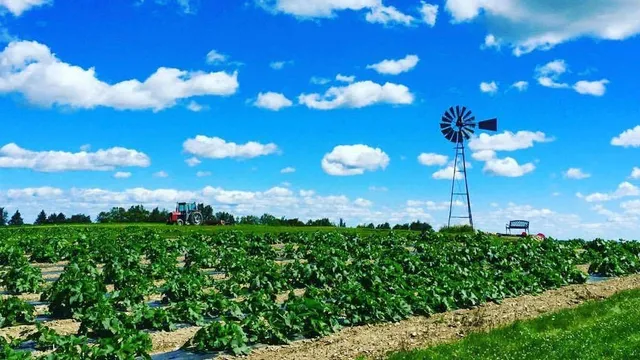 McElwain's Strawberry Farm