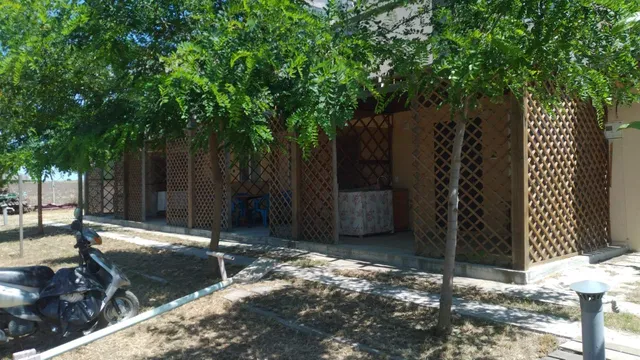 Чорноморська чайка