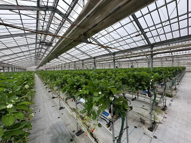 Chura Ichigo Nanjo House