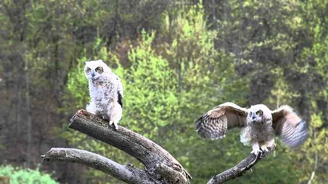 Pittsburgh Parks & Recreation