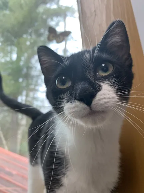 Tri-Lakes Humane Society, Inc.