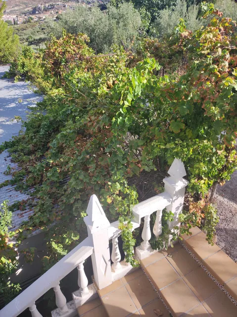 La ilusión de david