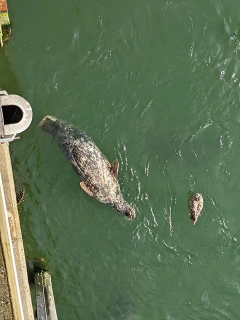 Chatham Fish Pier Viewing Deck
