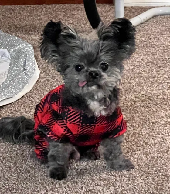 Becky's Bow Wow Boutique