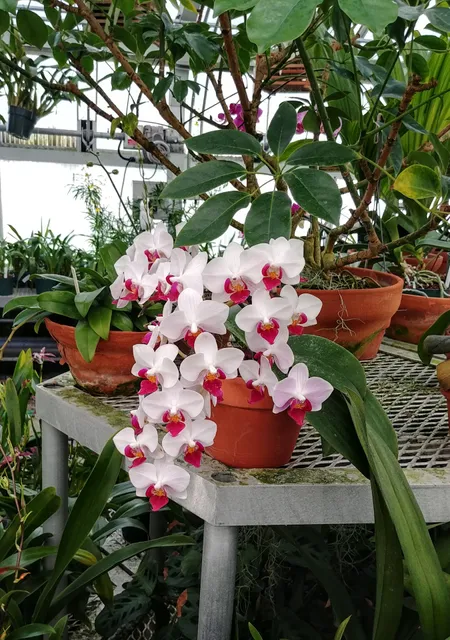 Orchid Range