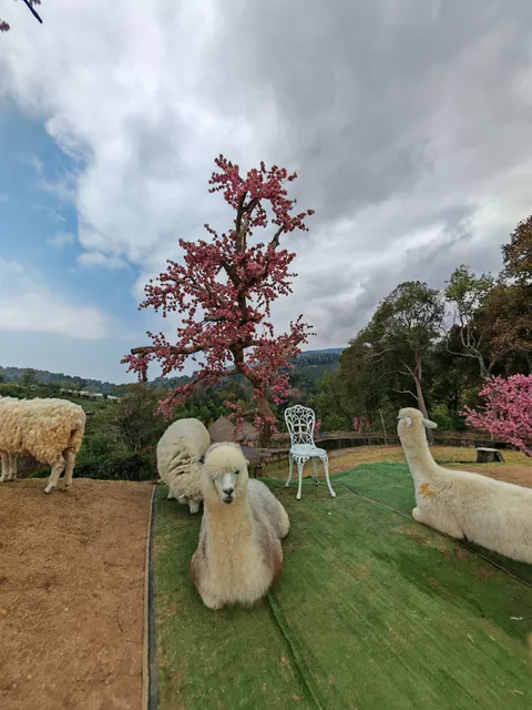 Alpaca Sheep Farm Mon Jam