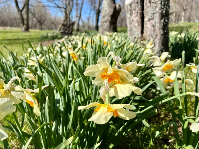 The Art Fair at Queeny Park
