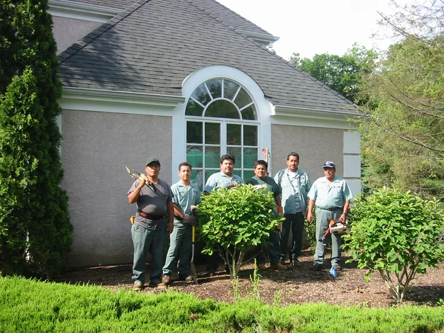 Willow Tree & Landscaping Services