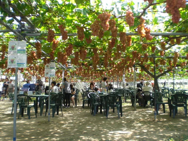 Sakagamibudo Orchards