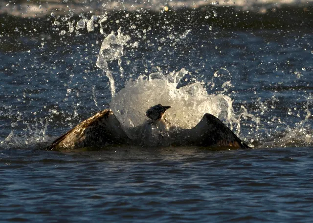 Briarcliffe Acres Association Cabana