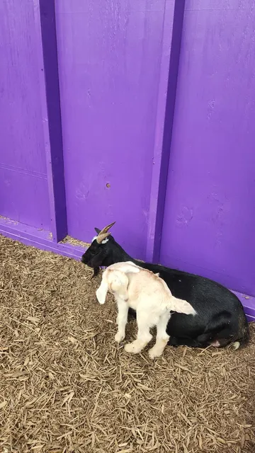 *Bamboo Farm* Swan Lake Farm. CO. Y. M.