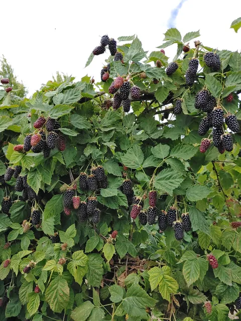 South Barlow Berries LLC