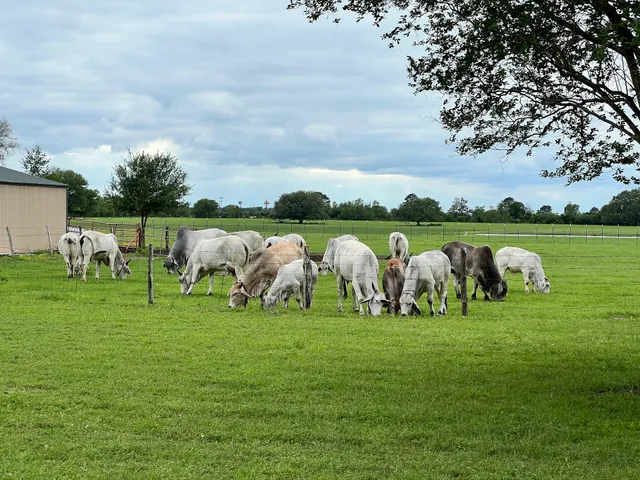 Texas Gaushala Non Profit Organization