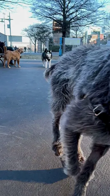Leroy Street Dog Park