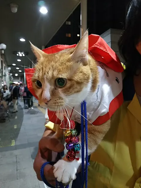 ふれあい猫座敷 猫乃城（まやぐすく）