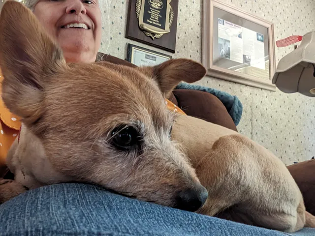 It's Allgood Grooming