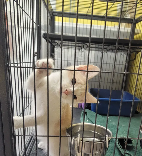 Humane Society Of Bergen County