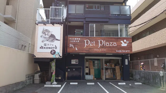 Cat Cafe nekonoto Kobe