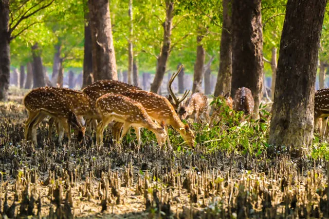 Sundarban Explore