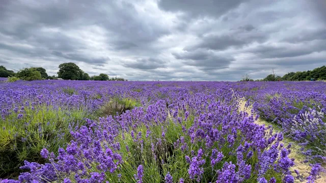 The Mayfield Phonebox