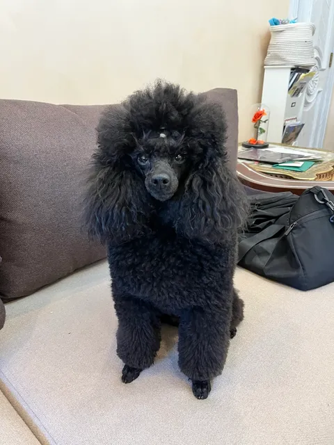 Perry's Pet Grooming