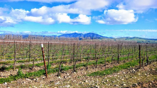 Rocha Junior Berry Farm