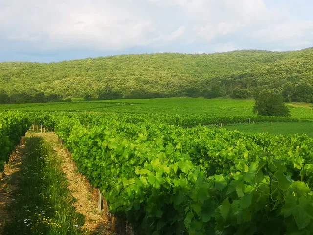 Domaine de Pécoulas