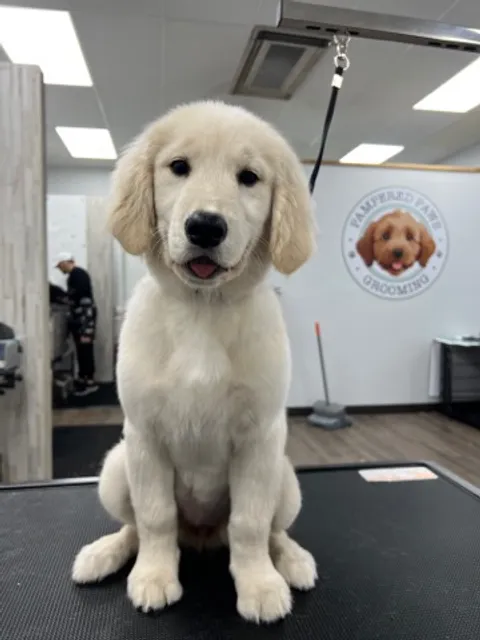 Pampered Paws Grooming Hermitage