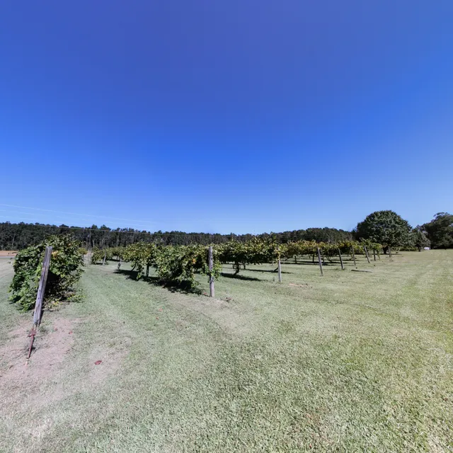 Grapefull Sisters Vineyard