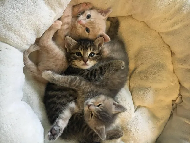 The Cat Welfare Association