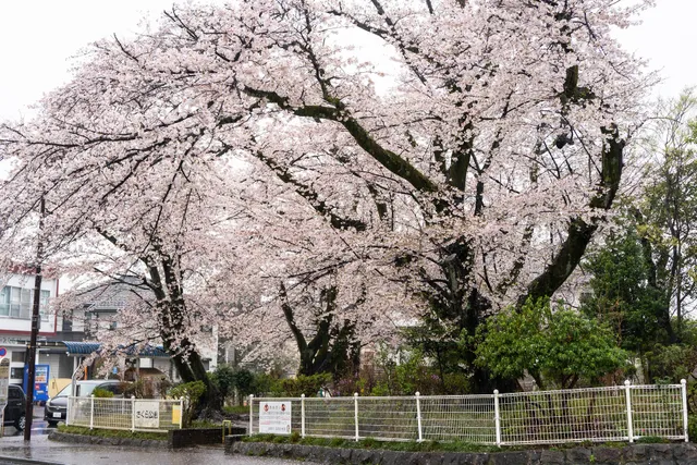 Sakura Park