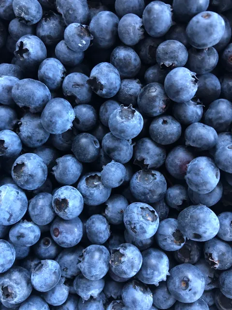 Dungeness Meadow Farm