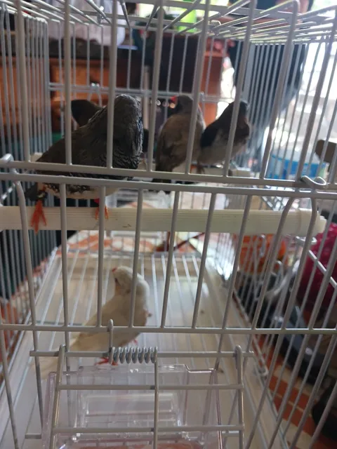 New York Bird Supply