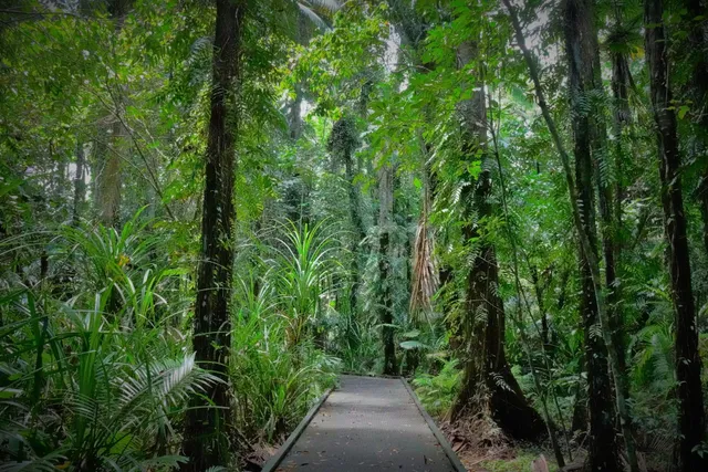 Rainforest Boardwalk