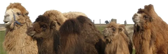 FARMA WENET BROUMOV Z.S.