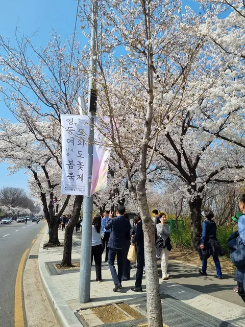 Cherry Blossom Street