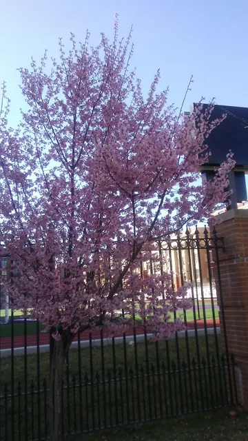 Father McKenna Center